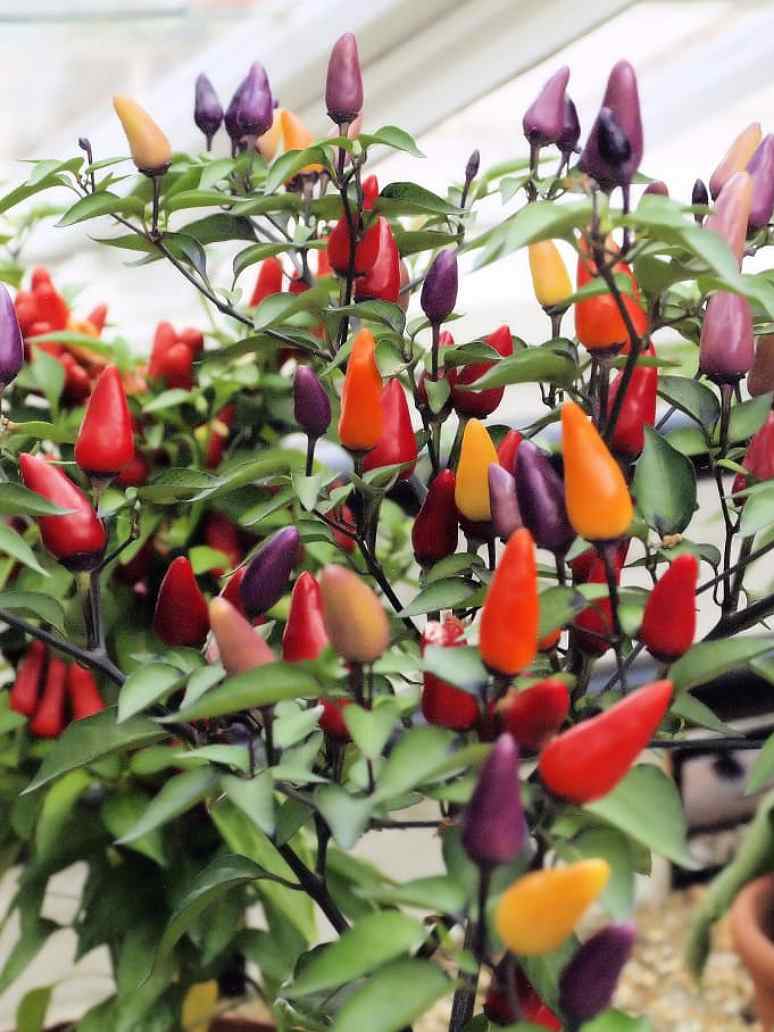 Ornamental Pepper Flower Seeds Mix, Planting