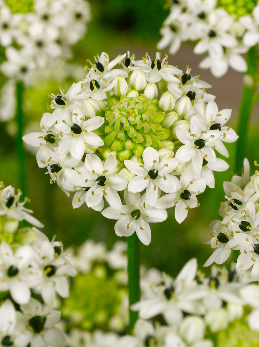 Ornithogalum Saundersiae Flower seeds blooming in flower beds, containers, borders, and pollinator-friendly gardens