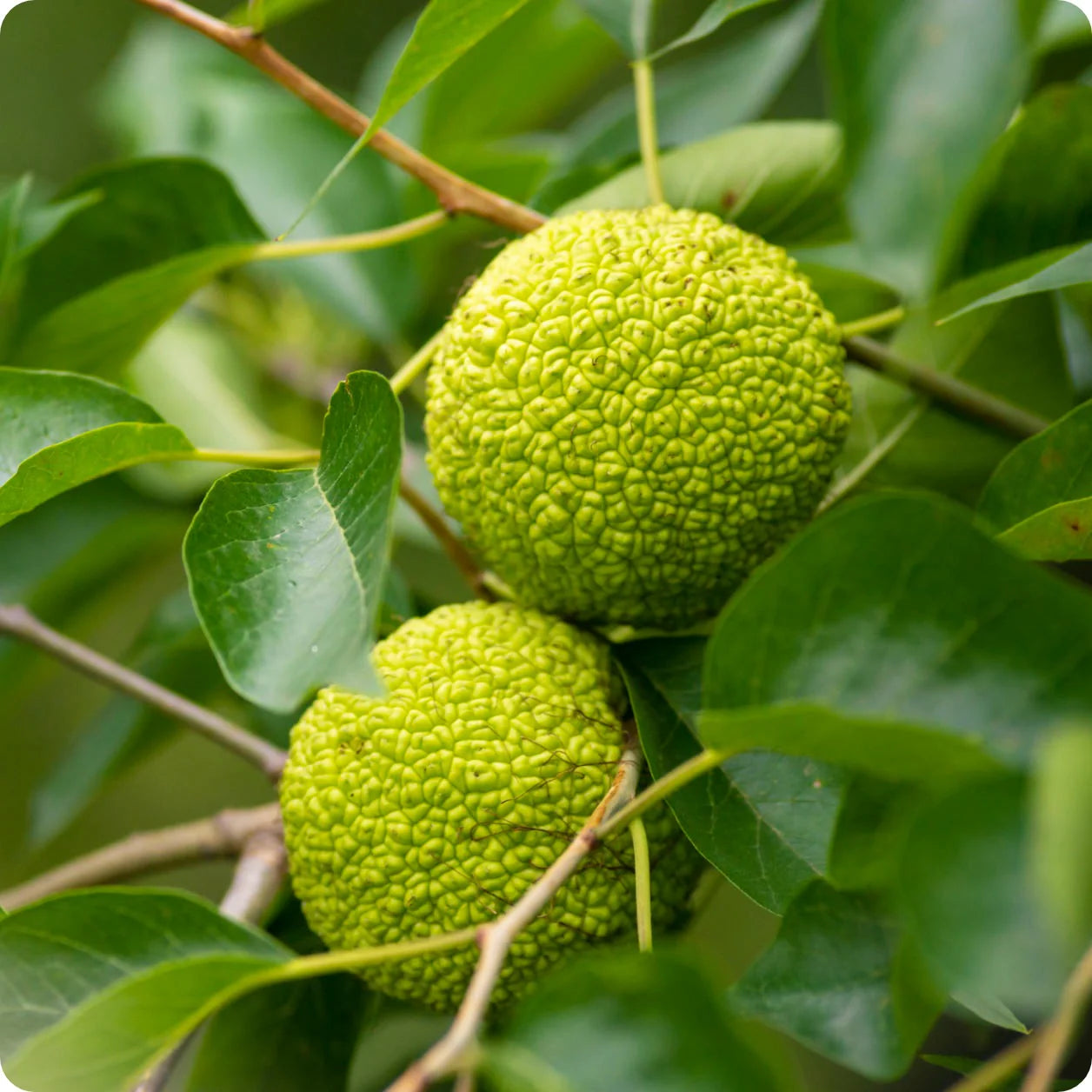 Osage Orange Seeds for Unique Tree Planting