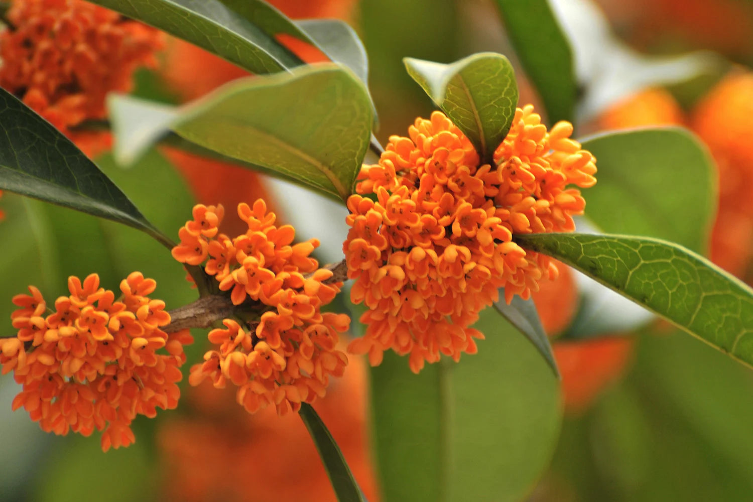 Osmanthus Mix Flower Planting Seed for Plantings for Planting - Premium Quality for Vibrant Gardens Heirloom Non-GMO See