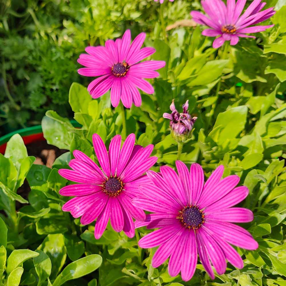 Violet Rigens Flower seeds for Planting - Wildflower Mix, Heirloom & GMO Free Seeds for Home Garden