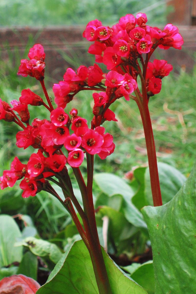 Red Bergenia Flower seeds for Planting - Drought Tolerant, Heirloom & GMO Free Seeds for Home Garden