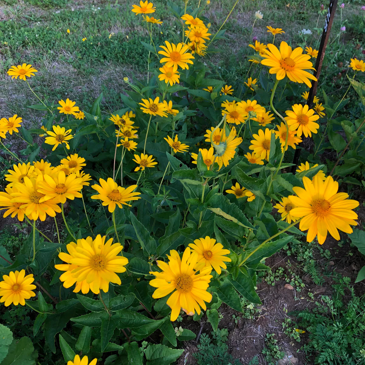 Yellow Rotundifolia Flower seeds for Planting - Cottage Garden Essential, Heirloom & GMO Free Seeds for Home Garden