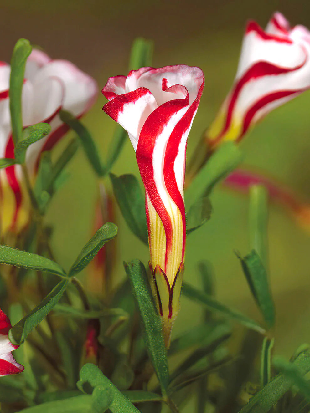 Orange Oxalis Versicolor Flower seeds for Planting - Premium Quality, Heirloom & GMO Free Seeds for Home Garden