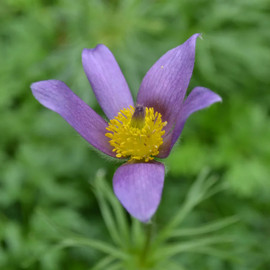 Pasque Flower seeds blooming in flower beds, containers, borders, and pollinator-friendly gardens