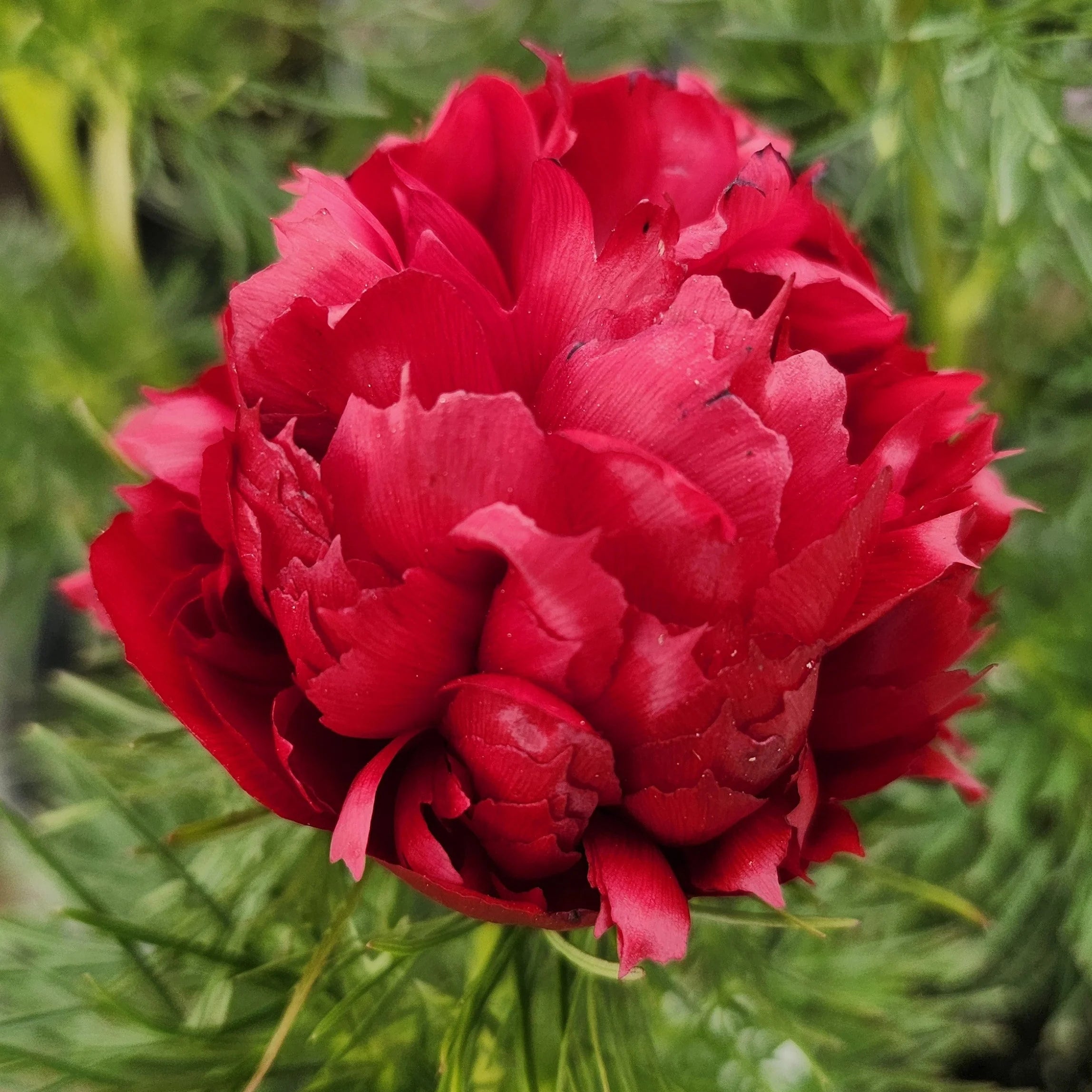 Double Flowering Fernleaf Peony Seeds for Planting - Premium Perennial Seeds