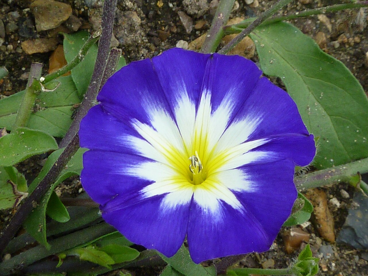 Mixed Convolvulus Flower seeds for Planting - Colorful Display, Heirloom & GMO Free Seeds for Home Garden