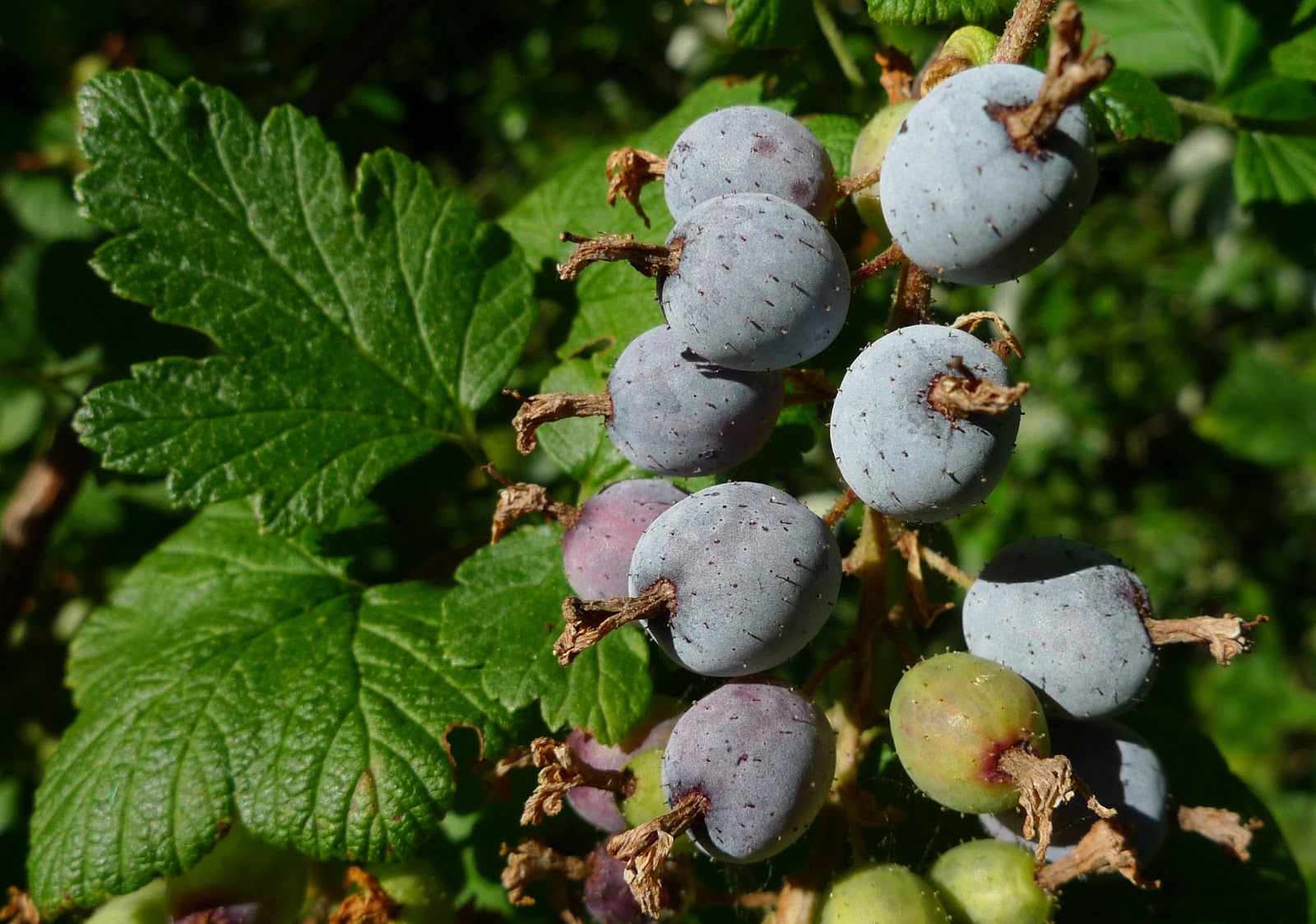 Red Flowering Currant (Ribes Sanguineum) Blood Currant Edible Fruit Blue & Black Berries Shrub Seeds