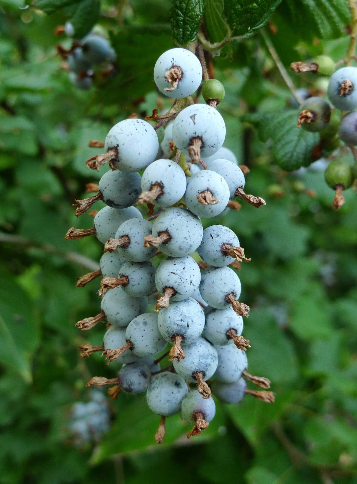 Red Flowering Currant (Ribes Sanguineum) Blood Currant Edible Fruit Blue & Black Berries Shrub Seeds Fruit Seeds for Home Gardens, Containers & Outdoor Growing