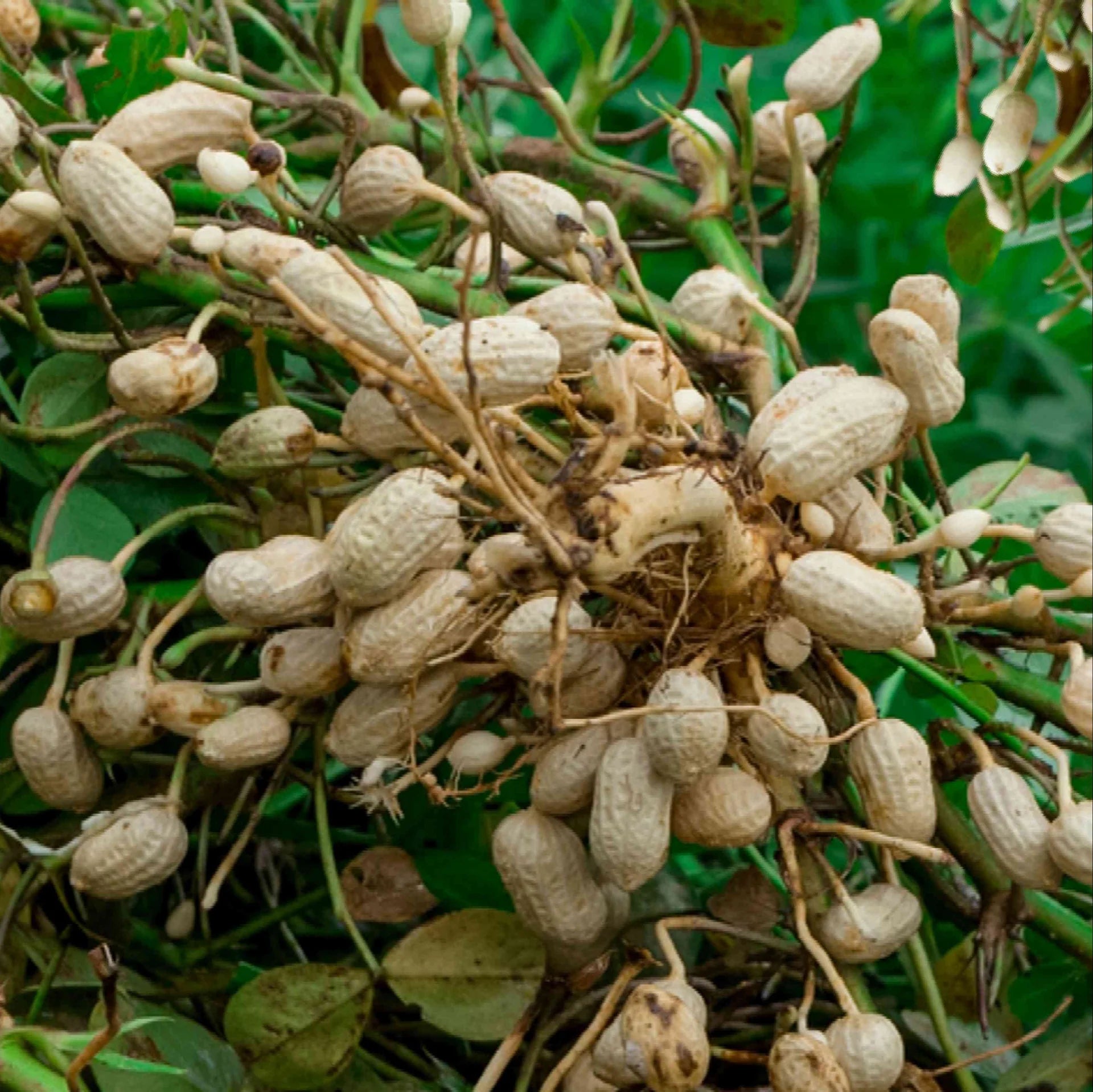 Peanut Seeds - Non-GMO Virginia Jumbo Fresh Garden Seeds - Evergrowseeds