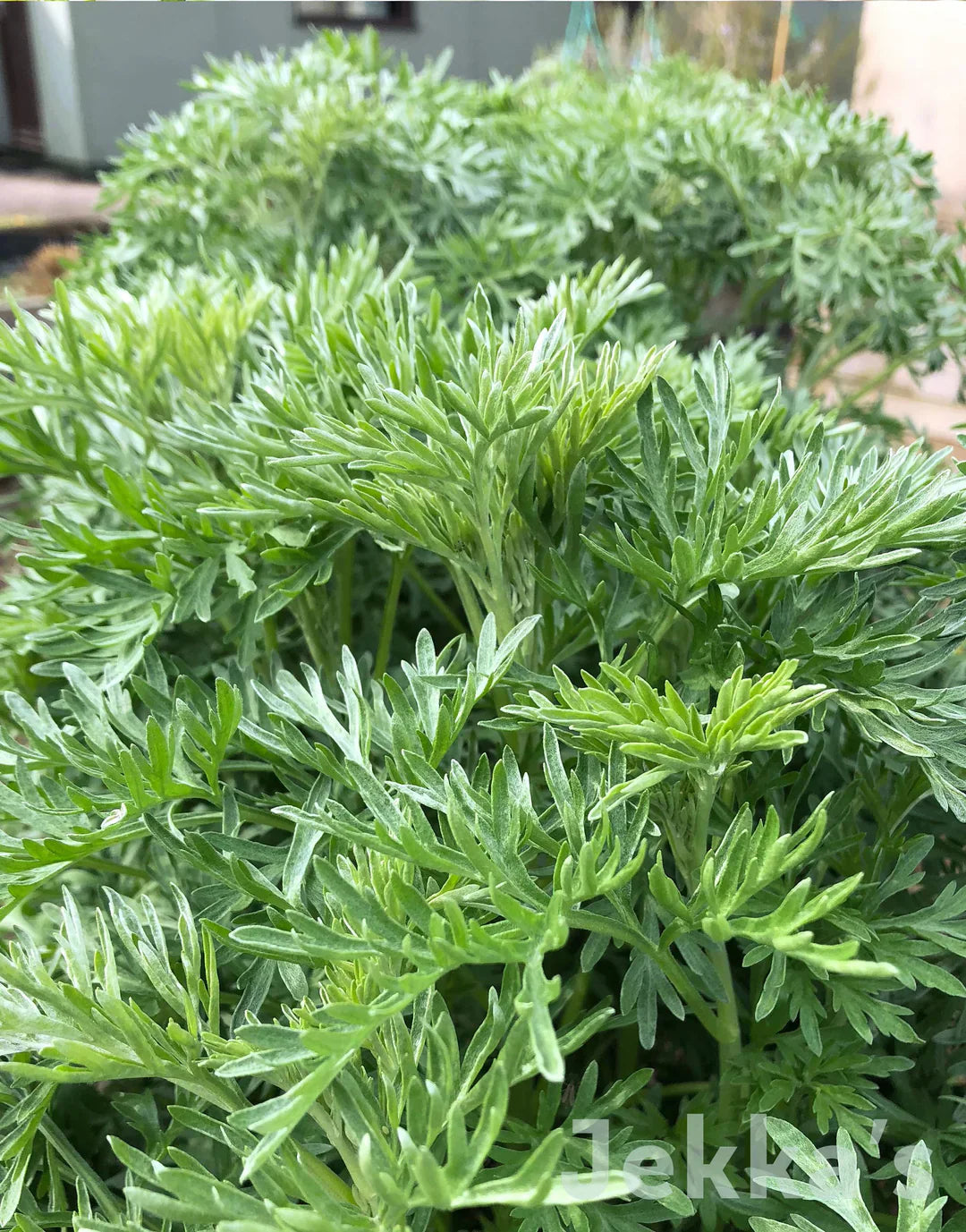 Absinthe Plant Seeds - Perfect For Planting Seeds