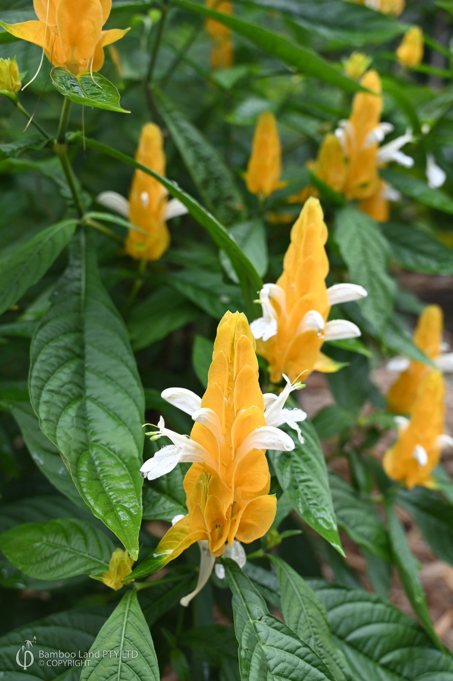 White Yellow Pachystachys Flower seeds for Planting - Vibrant Colors, Heirloom & GMO Free Seeds for Home Garden