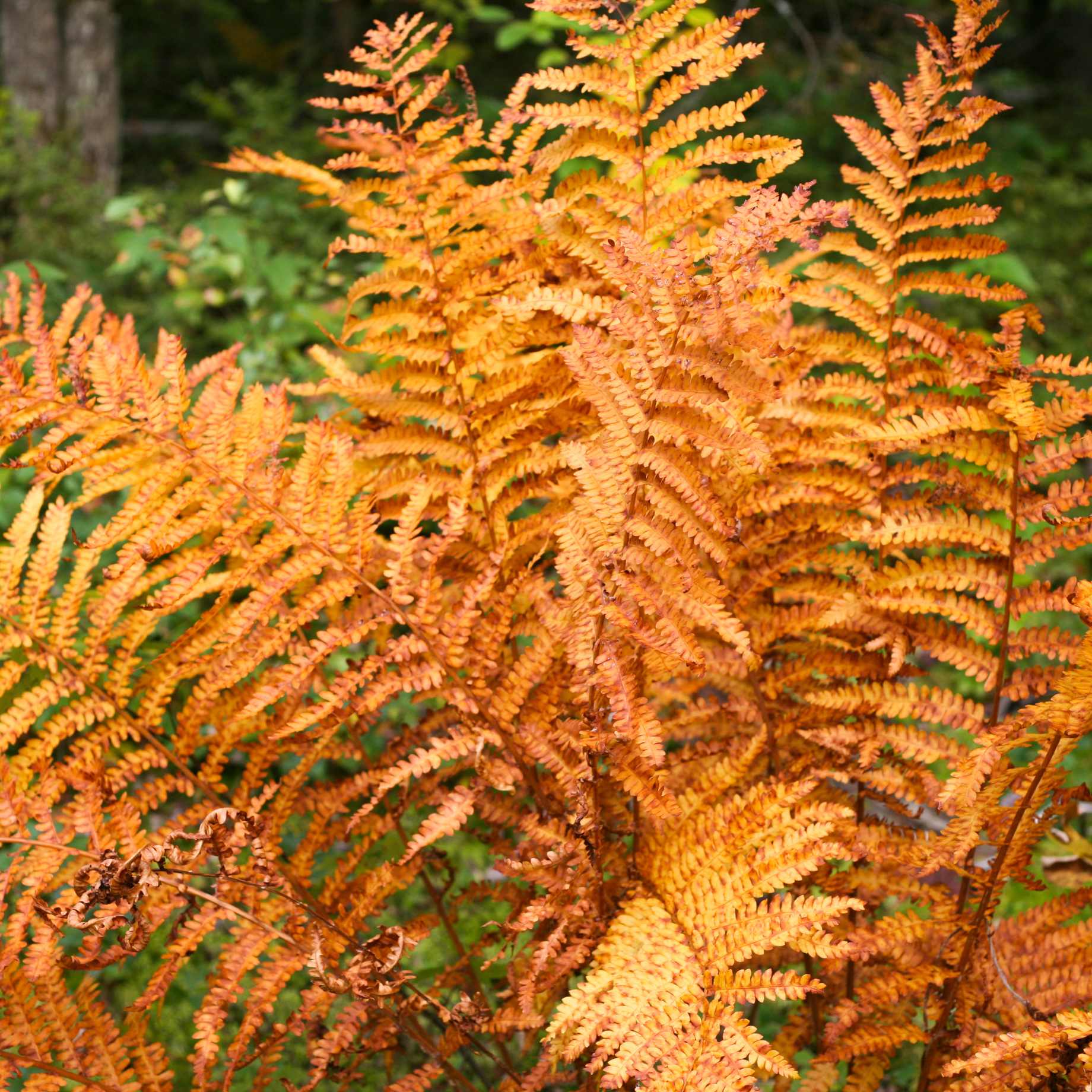 Light Orange Fern for Planting Vibrant Colors Heirloom & GMO Free Seeds for Home Garden
Sale