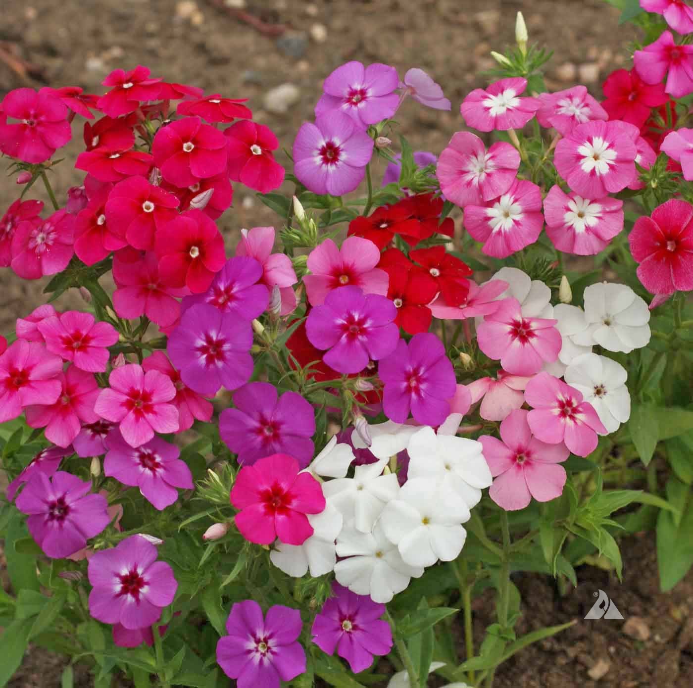 Phlox Seeds Phlox drummondii for Planting in Flower Bed and Pollinator Garden