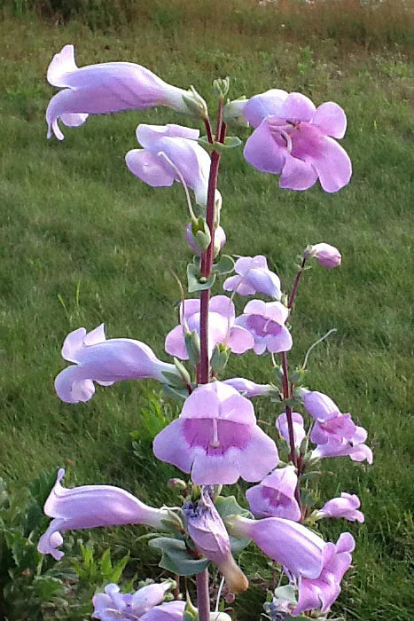 Blue Skullcap Flower seeds for Planting - Shade Tolerant, Heirloom & GMO Free Seeds for Home Garden