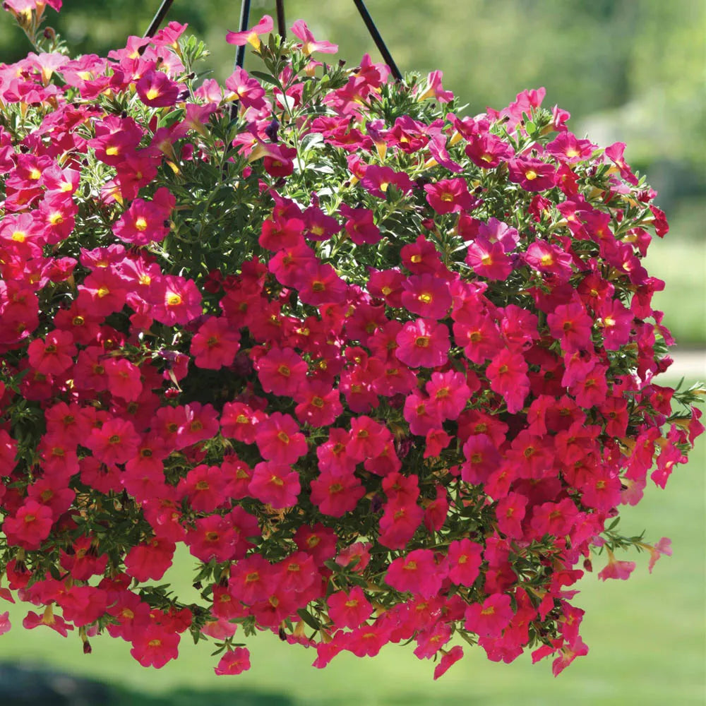 Rose Pink Petunia Hybrida Hanging Flower Seeds for Planting Heirloom NONGMO Seeds for Beautiful Gardens Vibrant Colors
Sale
