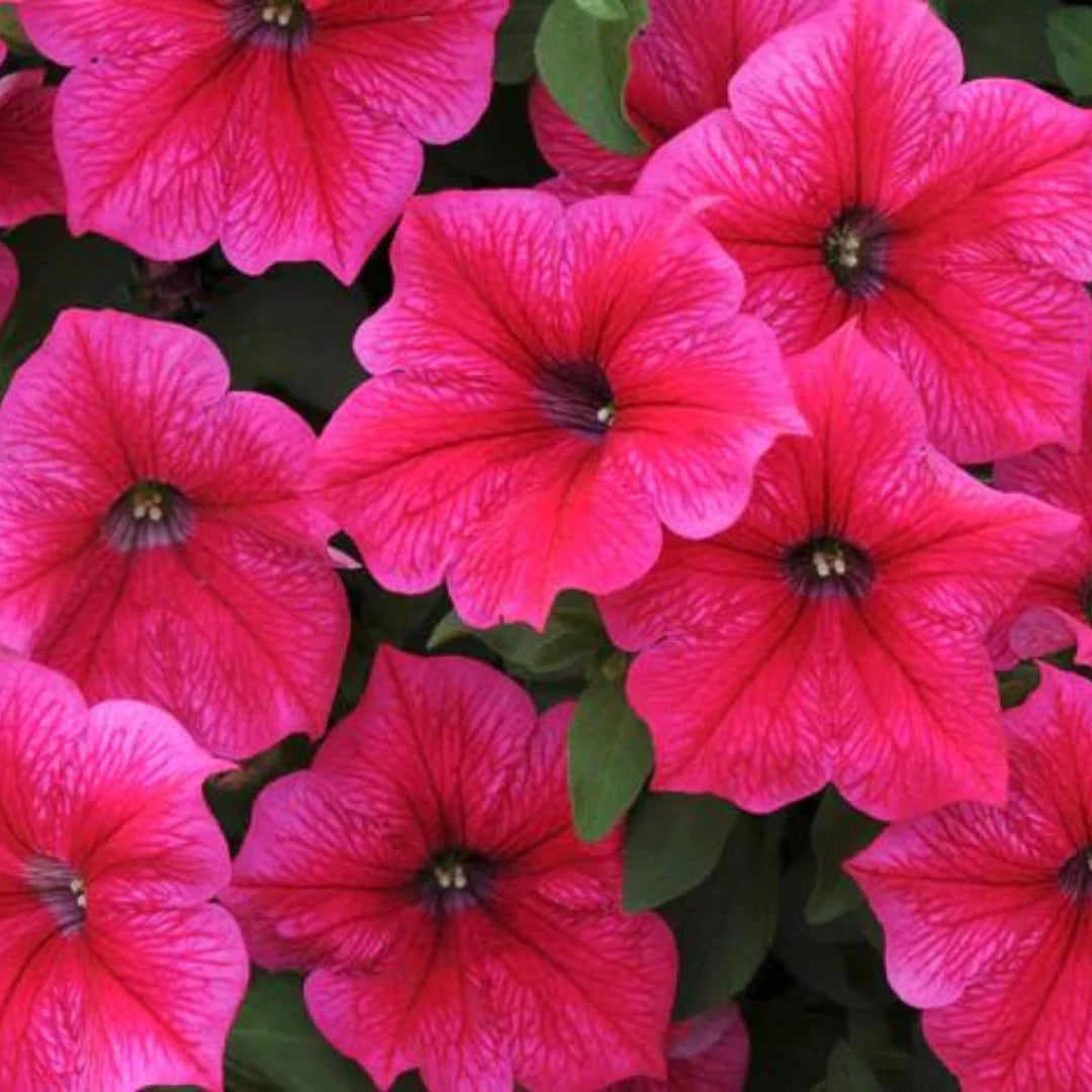 Rose Pink Petunia Hybrida Hanging Flower Seeds for Planting Heirloom NONGMO Seeds for Beautiful Gardens Vibrant Colors
Sale