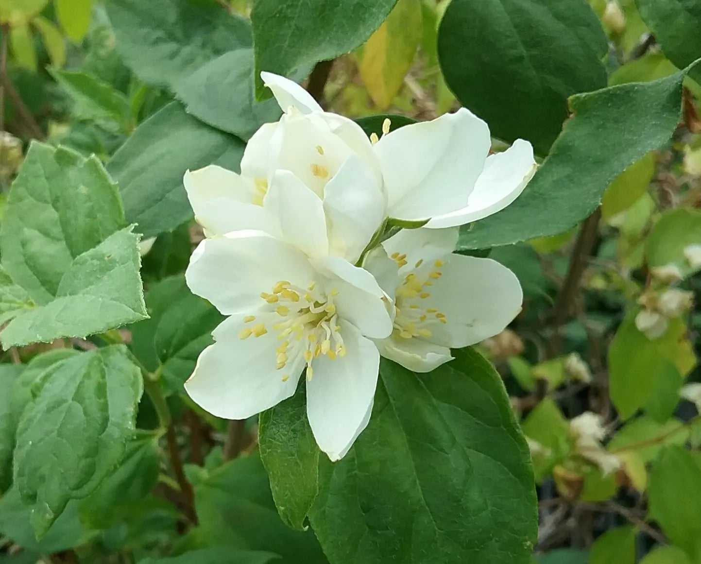 Heirloom Philadelphus Lewisii Flower seeds blooming in flower beds, containers, borders, and pollinator-friendly gardens