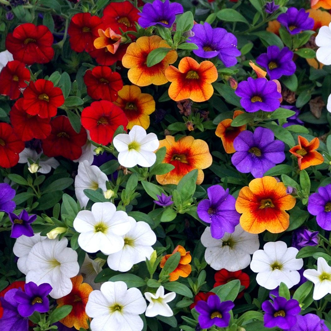 Calibrchoa Flower seeds for Planting Low Maintenance Heirloom & GMO Free Seeds for Home Garden