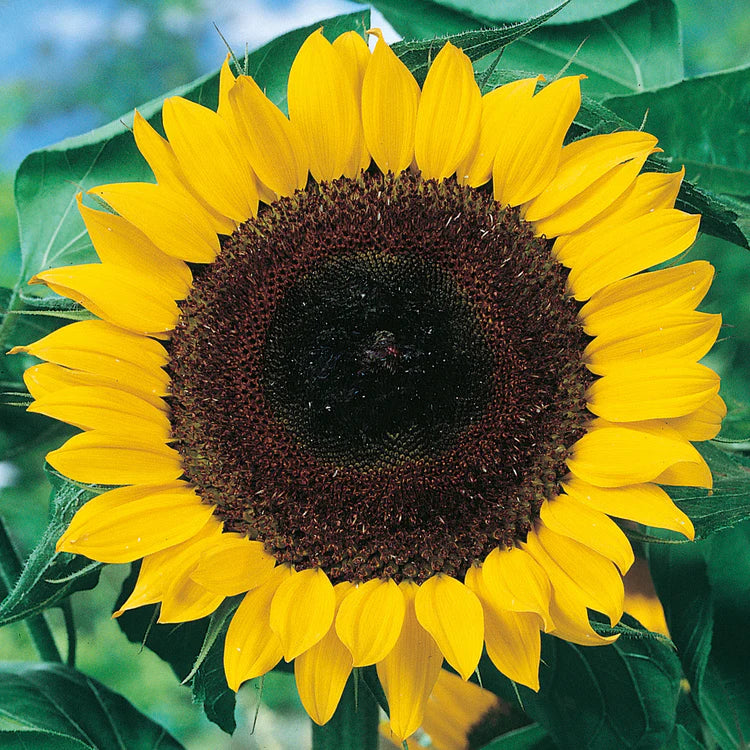 Heirloom Sunshine Flower seeds blooming in flower beds, containers, borders, and pollinator-friendly gardens
