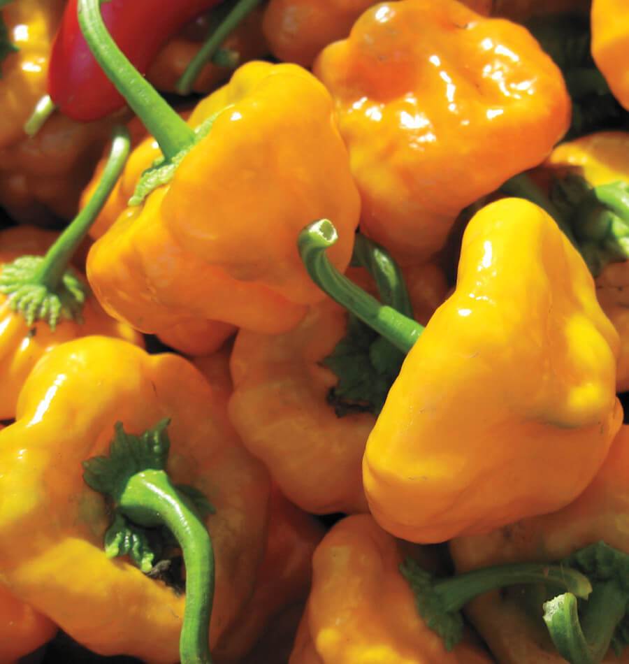 Jamaican Scotch Bonnet Pepper Seeds for Planting Hot Pepper Variety - Evergrowseeds
