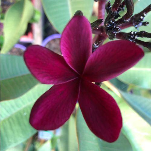 Black Frangipani Flower seeds for Planting - Drought Tolerant, Heirloom & GMO Free Seeds for Home Garden