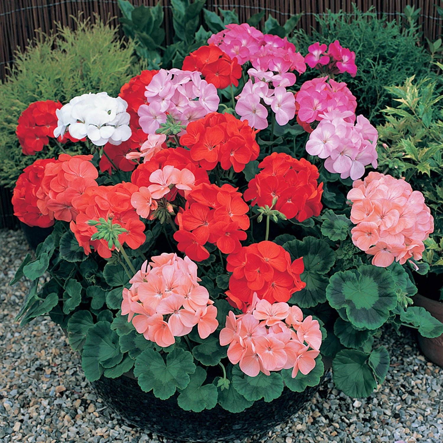 Mix Geranium Perennial Flower seeds for Planting - Seasonal Bloomer, Heirloom & GMO Free Seeds for Home Garden