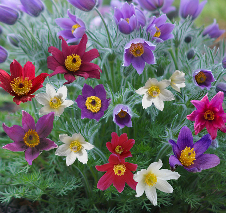 Mix Pulsatilla Pasque Flower seeds blooming in flower beds, containers, borders, and pollinator-friendly gardens