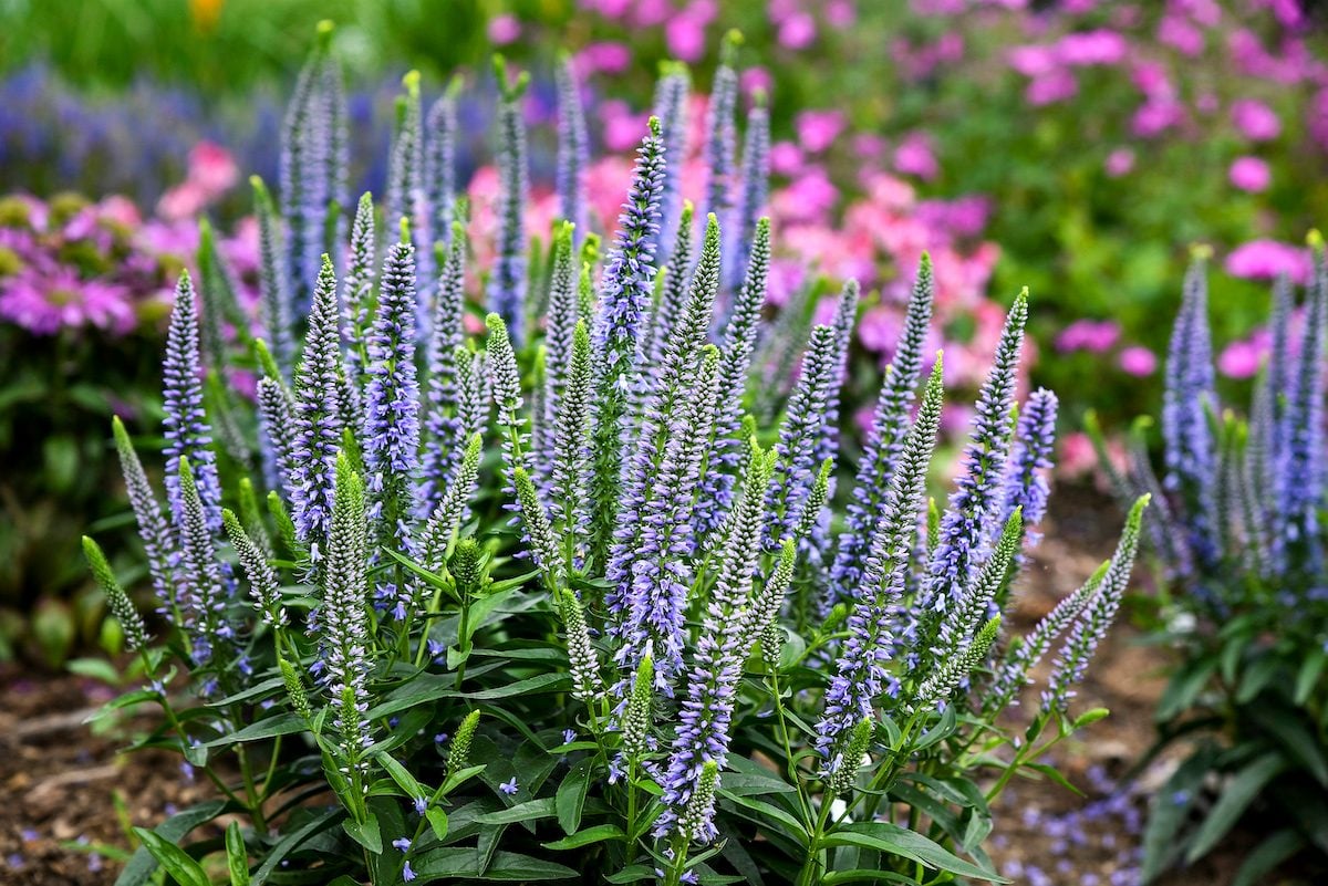 Veronica Flower seeds for Planting Pollinator Friendly Heirloom & GMO Free Seeds for Home Garden Sale