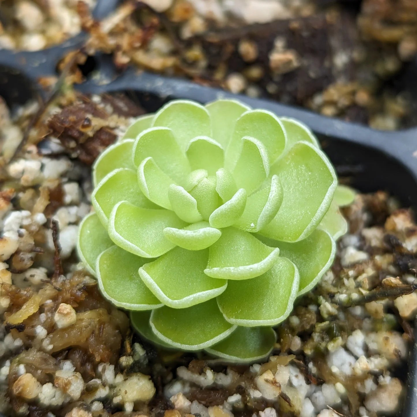 Butterwort Flower seeds for Planting - Easy to Grow, Heirloom & GMO Free Seeds for Home Garden