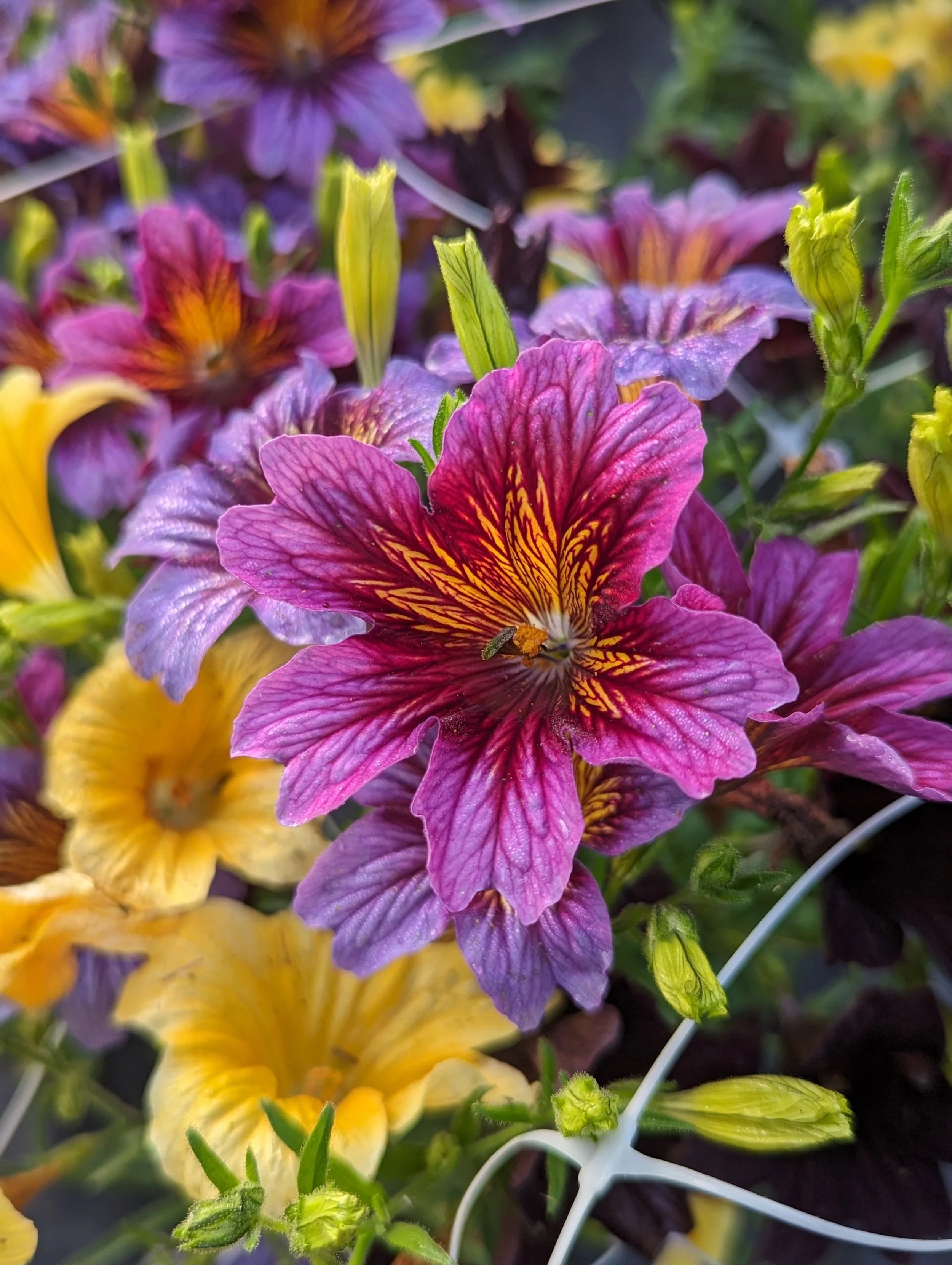 Salpiglossis Flower seeds for Planting Vibrant Colors Heirloom & GMO Free Seeds for Home Garden