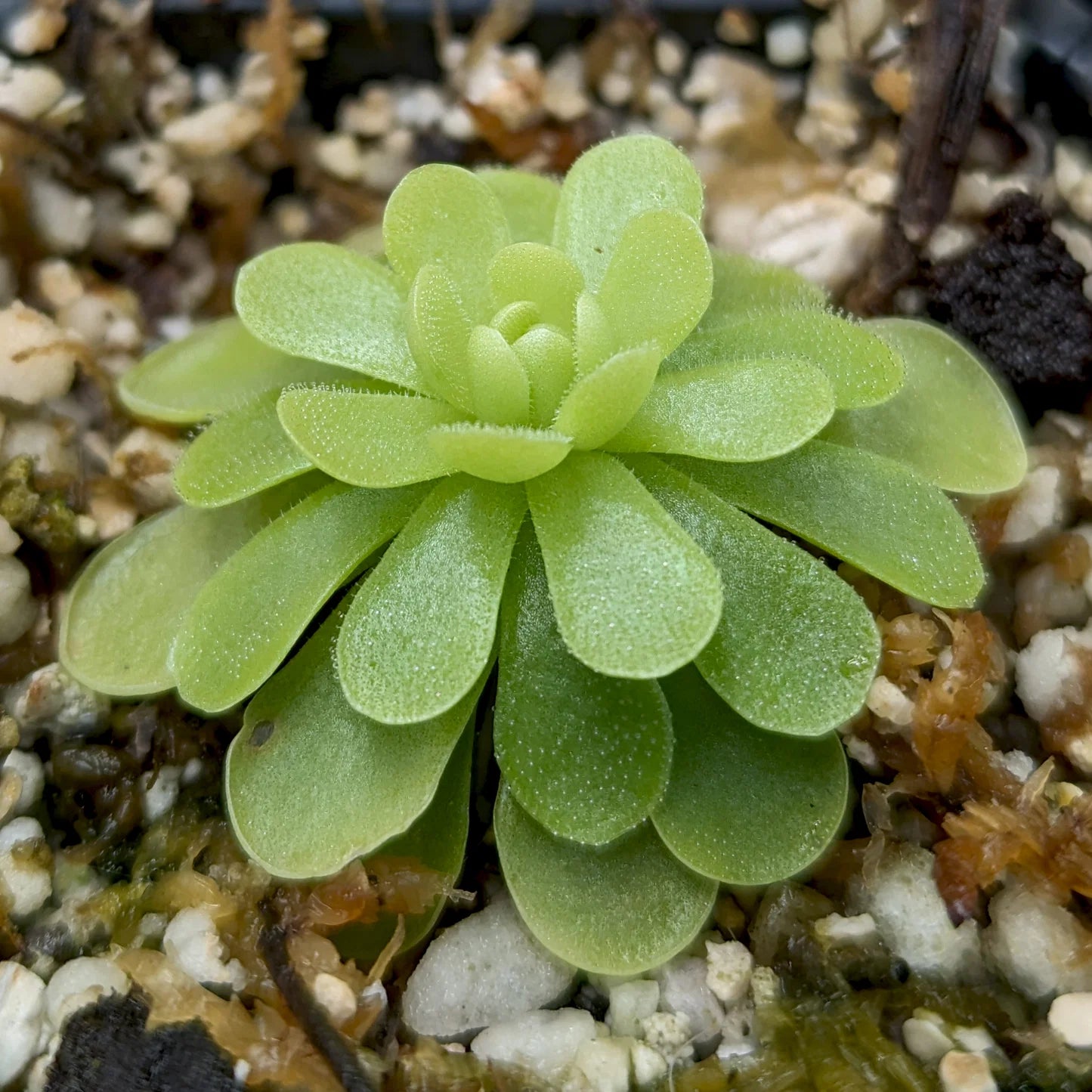 Butterwort Flower seeds for Planting - Easy to Grow, Heirloom & GMO Free Seeds for Home Garden