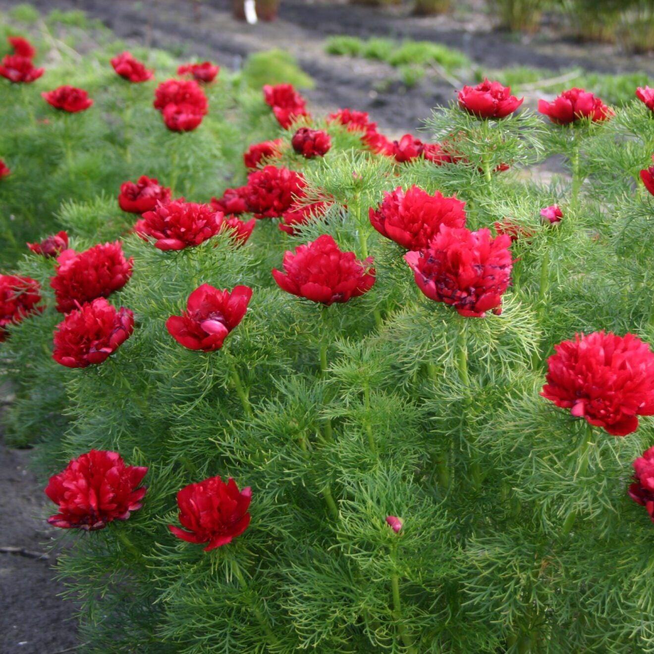 Double Flowering Fernleaf Peony Seeds for Planting - Premium Perennial Seeds