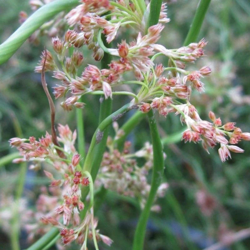 Juncus Effusus Corkscrew Rush Seeds for Planting | Unique Aquatic Flower Seeds