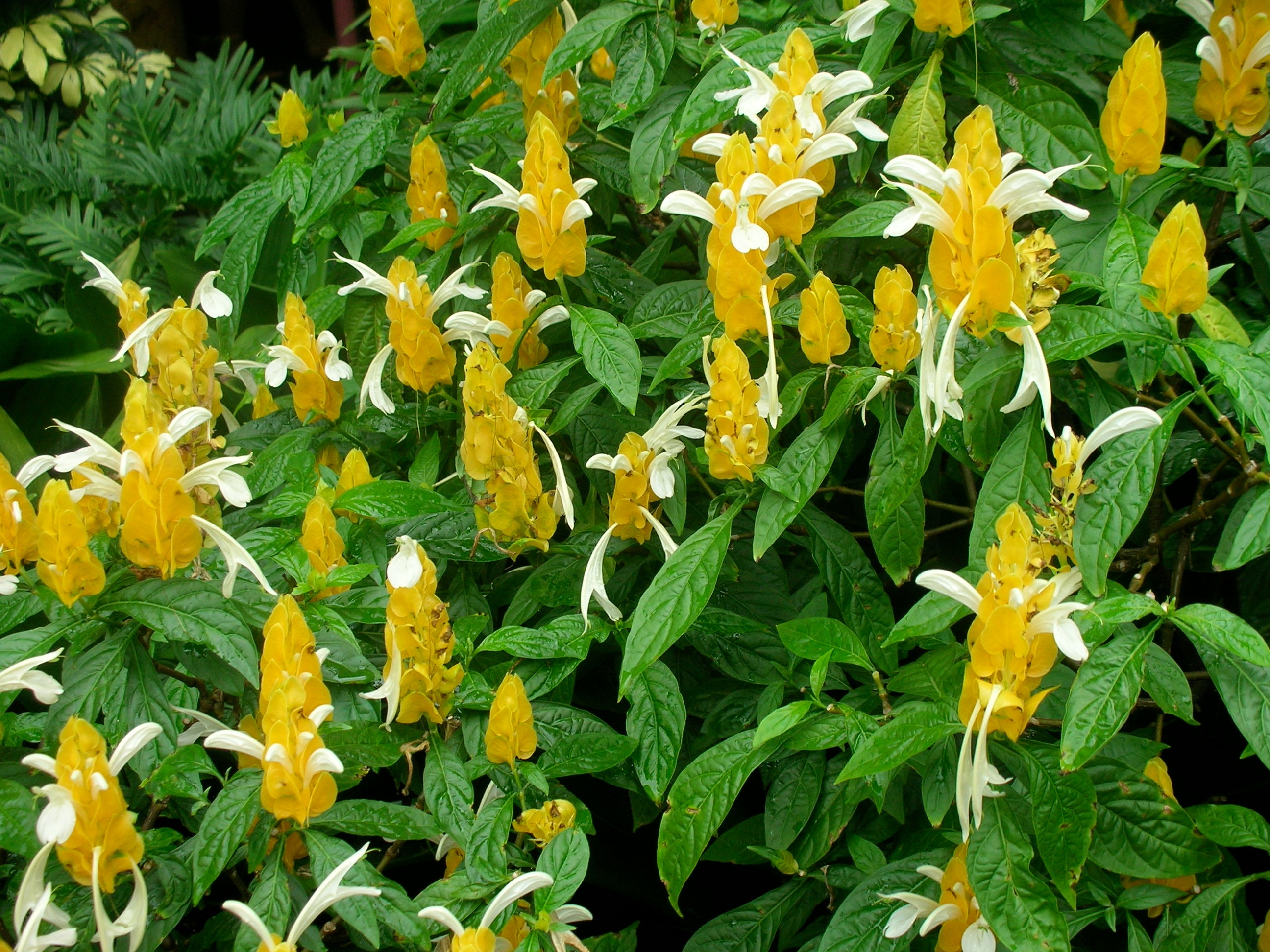 White Yellow Pachystachys Flower seeds for Planting - Vibrant Colors, Heirloom & GMO Free Seeds for Home Garden