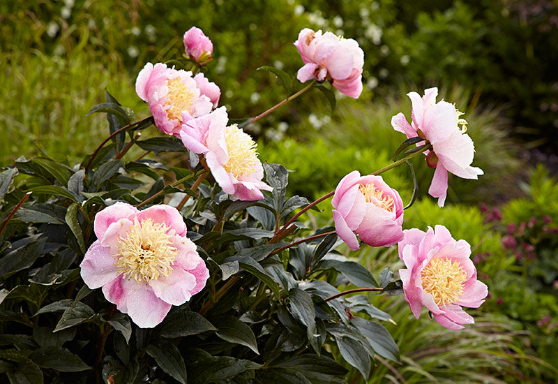 High germination Tree Peony seeds
