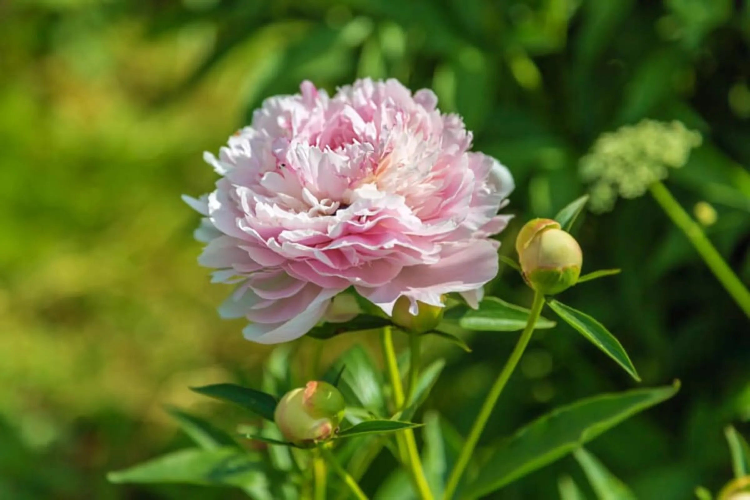 Pink Paeonia Flower seeds for Planting - Vibrant Colors, Heirloom & GMO Free Seeds for Home Garden