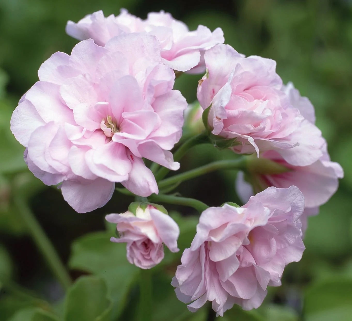 Pale Pink Geranium Flower Seeds for Planting Perfect for Borders Heirloom & GMO Free Seeds for Home Garden
Sale