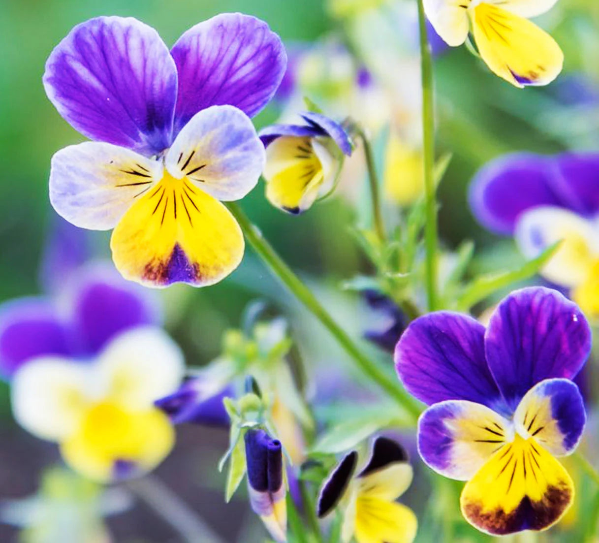 Purple White Viola Flower seeds for Planting - Shade Tolerant, Heirloom & GMO Free Seeds for Home Garden