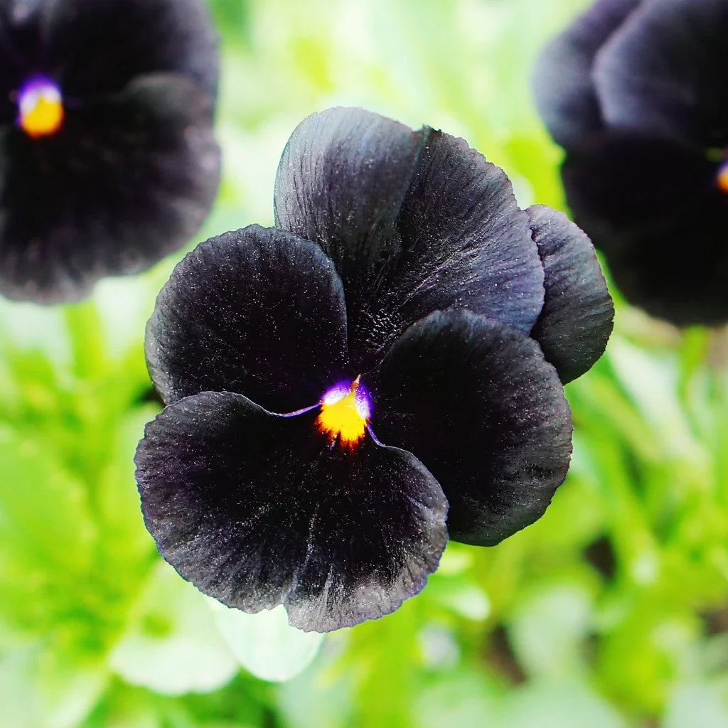 Black Mix Pansy Flower Seeds for Planting Fragrant Blossoms Heirloom & GMO Free Seeds for Home Garden
Sale