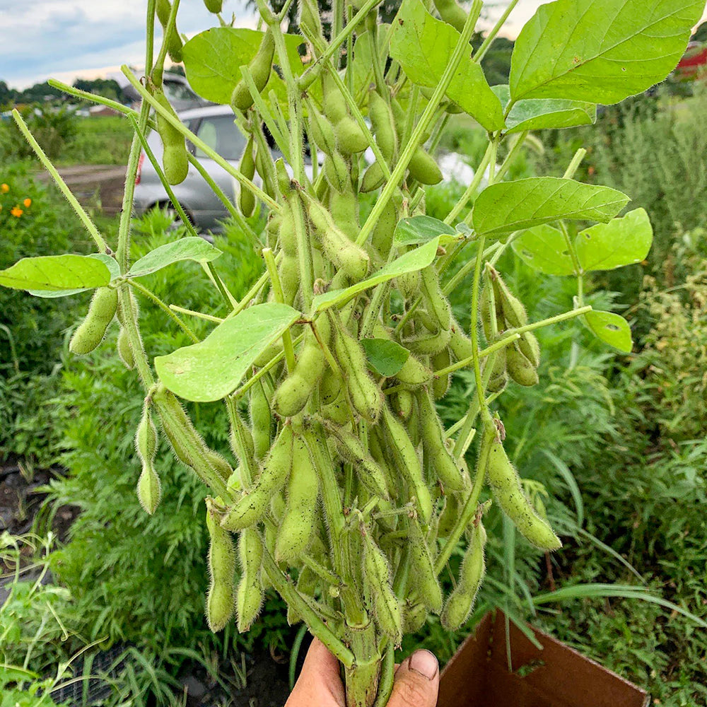 Green Edamame Seeds for Beer Brewing Planting Seeds