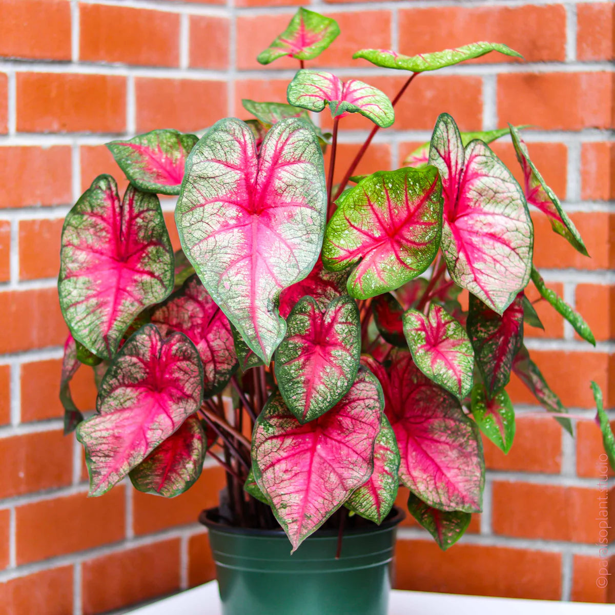 Light Pink Green Caladium Leaf Seeds for Planting Low Maintenance Heirloom & GMO Free Seeds for Home Garden
Sale