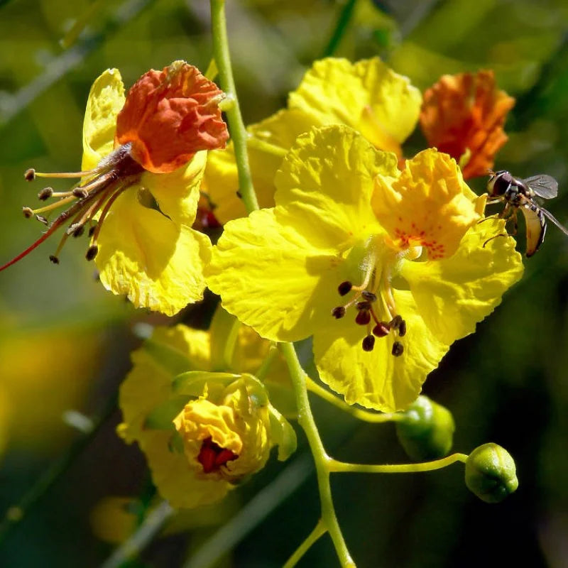 Parkinsonia Aculeata Flower seeds blooming in flower beds, containers, borders, and pollinator-friendly gardens