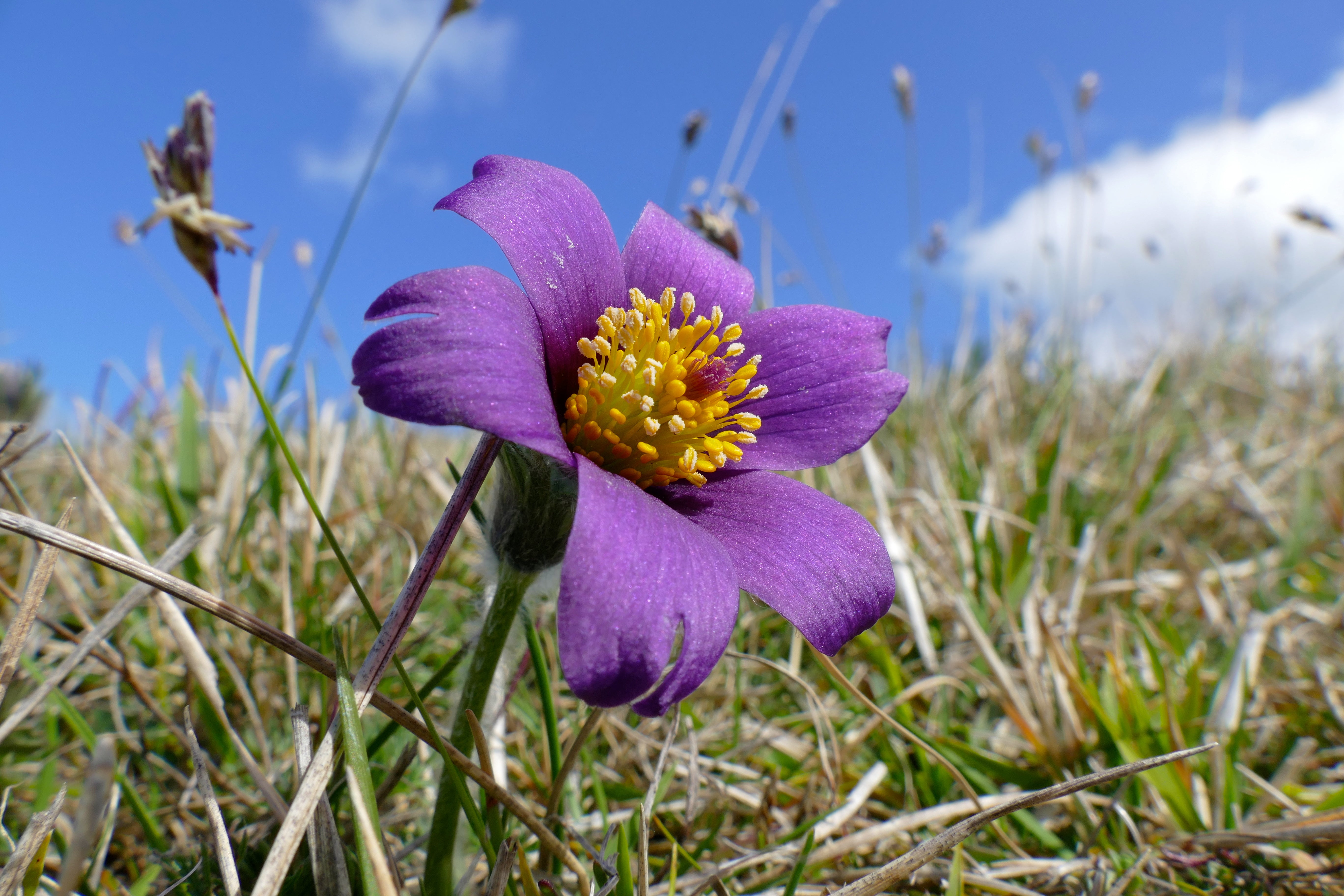 Violet Pulsatilla Flower Seeds for Easy Planting