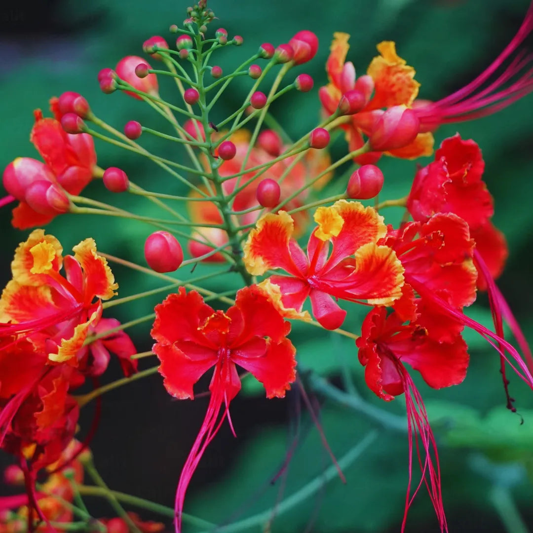 Caesalpinia Pulcherrima Flower seeds for Planting - Sun Loving, Heirloom & GMO Free Seeds for Home Garden
