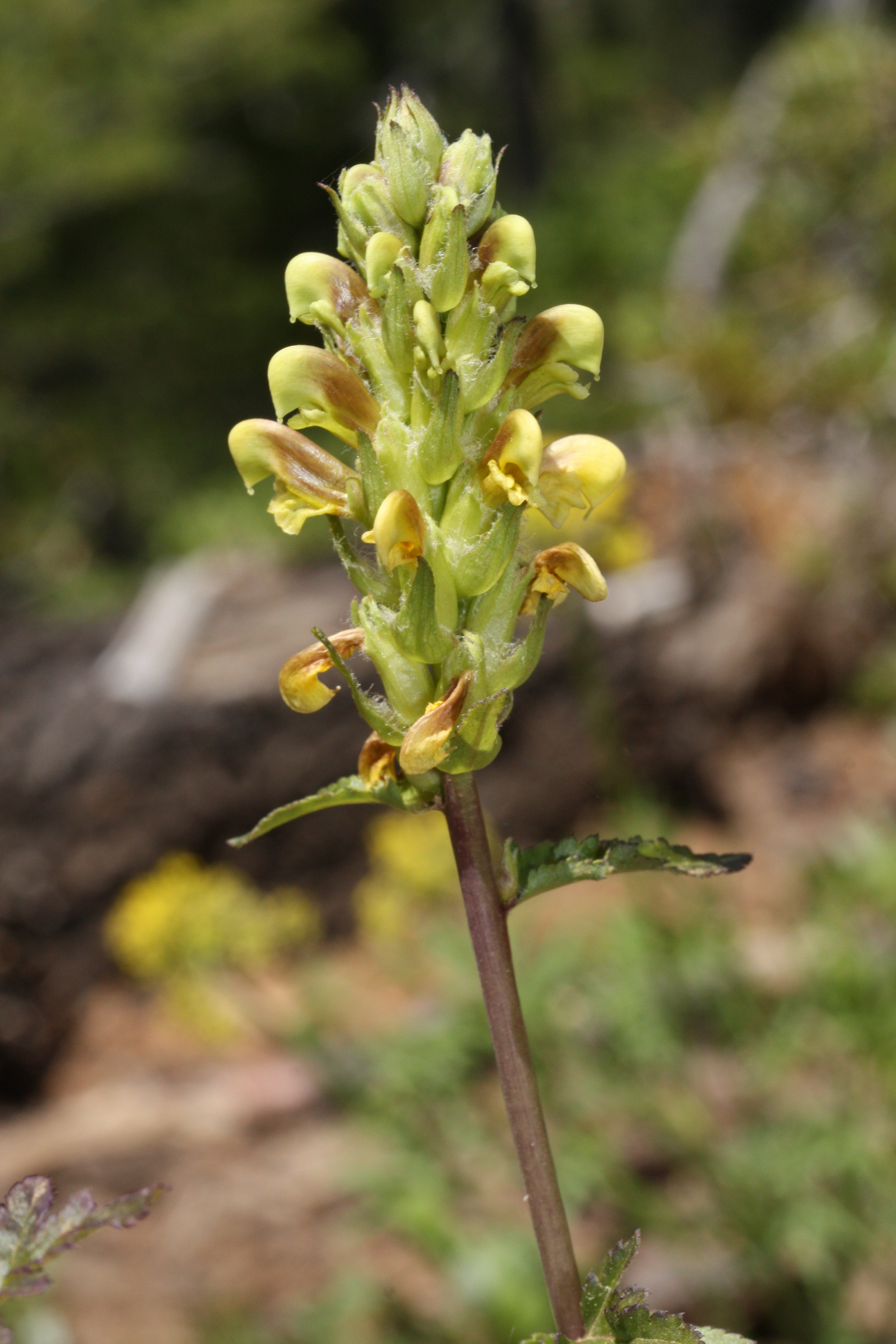 Yellow Pedicularis Lanceolata Flower seeds for Planting - Sun Loving, Heirloom & GMO Free Seeds for Home Garden