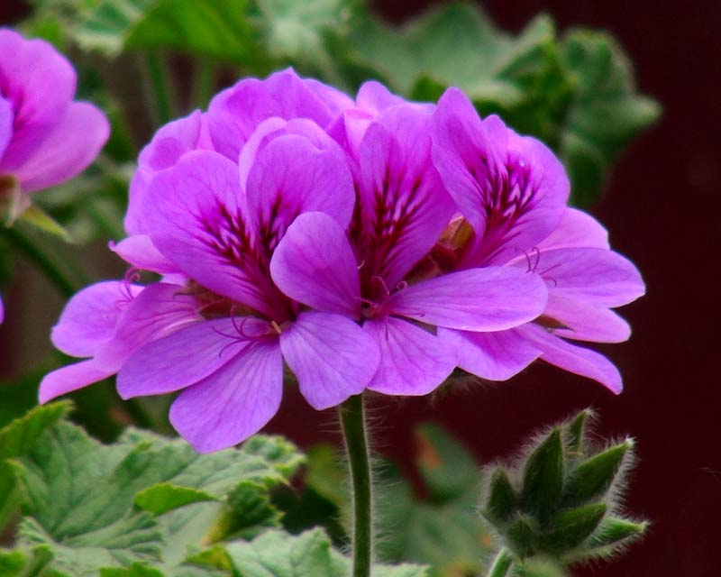 Purple Geranium Flower seeds for Planting - Cottage Garden Essential, Heirloom & GMO Free Seeds for Home Garden