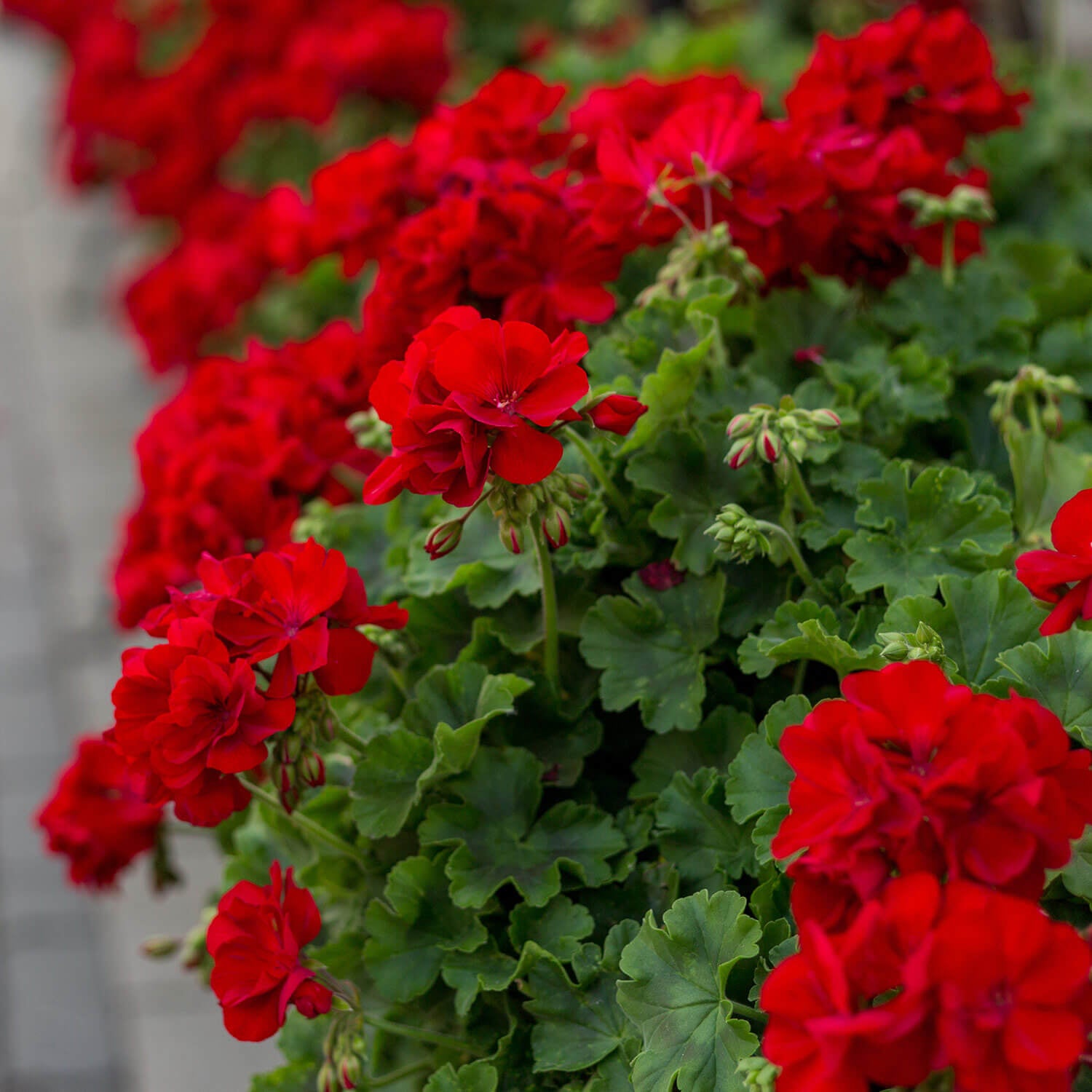 Maroon Red Pelargonium Peltatum Flower Seeds for Planting Premium Quality Heirloom & GMO Free Seeds for Home Garden
Sale