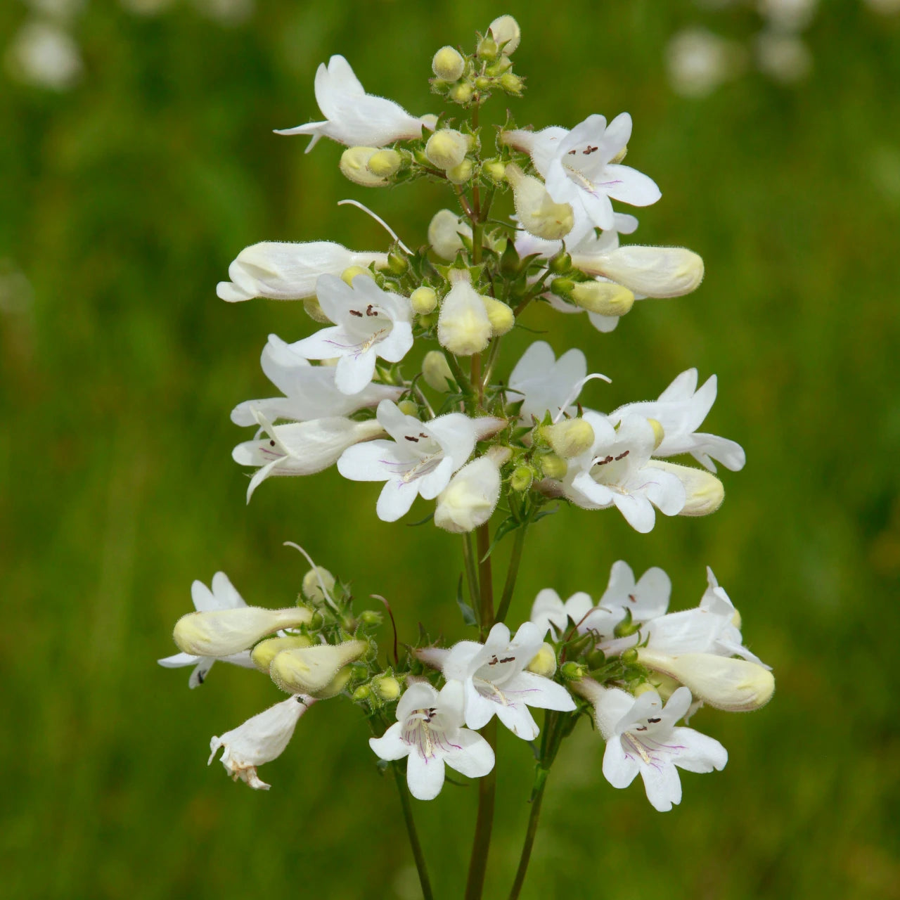 Heirloom Beardtongue Flower seeds blooming in flower beds, containers, borders, and pollinator-friendly gardens
