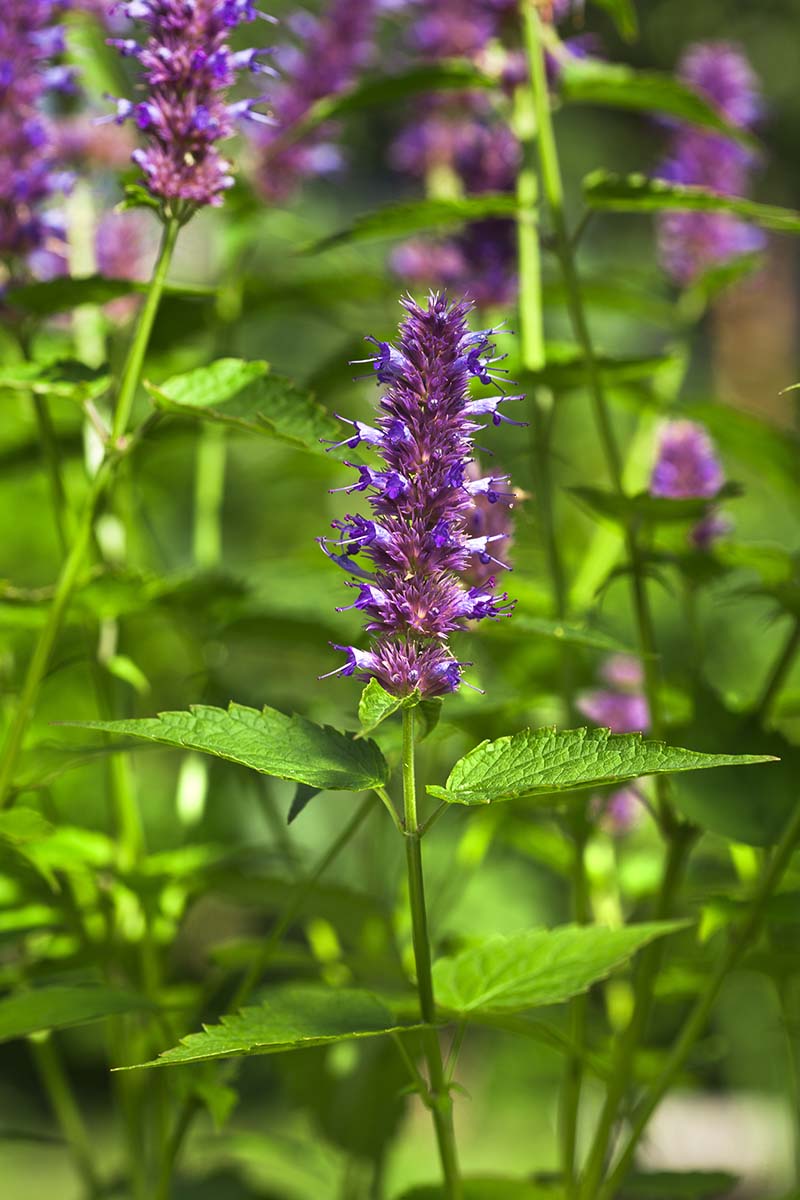 Mint Flower seeds for Planting - Cut Flower Favorite, Heirloom & GMO Free Seeds for Home Garden